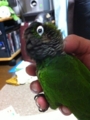 [Conure][ウロコインコ]