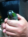 [Conure][ウロコインコ]