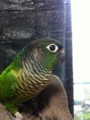 [Conure][ウロコインコ]