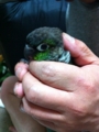 [Conure][ウロコインコ]