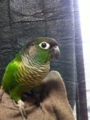[Conure][ウロコインコ]