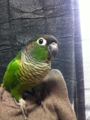 [Conure][ウロコインコ]