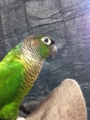 [Conure][ウロコインコ]