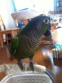 [Conure][ウロコインコ]