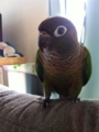 [Conure][ウロコインコ]