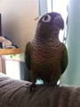 [Conure][ウロコインコ]