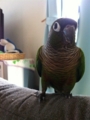 [Conure][ウロコインコ]