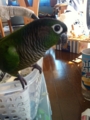 [Conure][ウロコインコ]
