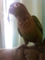 [Conure][ウロコインコ]