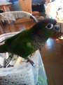 [Conure][ウロコインコ]