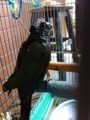 [Conure][ウロコインコ]