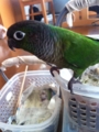 [Conure][ウロコインコ]