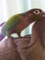 [Conure][ウロコインコ]