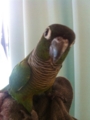 [Conure][ウロコインコ]