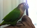 [Conure][ウロコインコ]