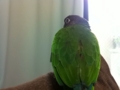 [Conure][ウロコインコ]