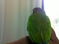 [Conure][ウロコインコ]