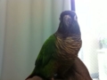 [Conure][ウロコインコ]