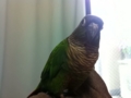 [Conure][ウロコインコ]