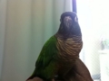 [Conure][ウロコインコ]