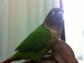 [Conure][ウロコインコ]