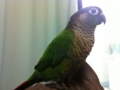 [Conure][ウロコインコ]