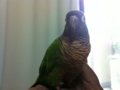 [Conure][ウロコインコ]