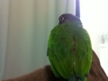 [Conure][ウロコインコ]