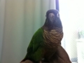 [Conure][ウロコインコ]