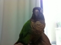 [Conure][ウロコインコ]