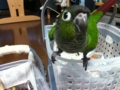 [Conure][ウロコインコ]