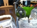 [Conure][ウロコインコ]