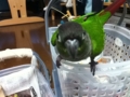 [Conure][ウロコインコ]