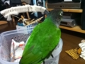 [Conure][ウロコインコ]