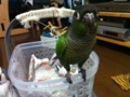 [Conure][ウロコインコ]