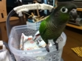 [Conure][ウロコインコ]