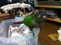 [Conure][ウロコインコ]