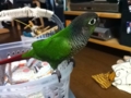 [Conure][ウロコインコ]