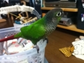 [Conure][ウロコインコ]