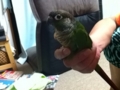 [Conure][ウロコインコ]