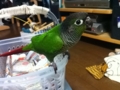 [Conure][ウロコインコ]