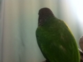 [Conure][ウロコインコ]