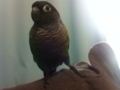 [Conure][ウロコインコ]