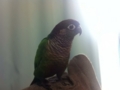 [Conure][ウロコインコ]