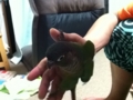 [Conure][ウロコインコ]