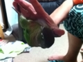 [Conure][ウロコインコ]