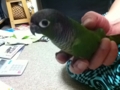 [Conure][ウロコインコ]