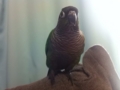 [Conure][ウロコインコ]