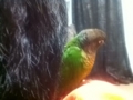 [Conure][ウロコインコ]