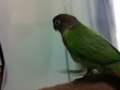 [Conure][ウロコインコ]